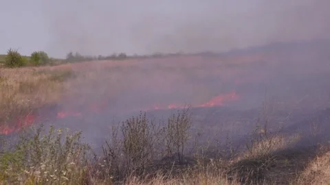 Fire of dry grass in the field. environmental warming. the heat is gone. 스톡 동영상 201994014