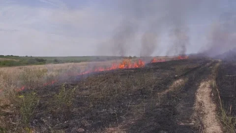 Fire of dry grass in the field. environmental warming. the heat is gone. 스톡 동영상 201994026