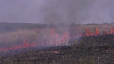 Fire of dry grass in the field. environmental warming. the heat is gone. 스톡 동영상 201994042