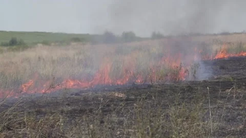 Fire of dry grass in the field. environmental warming. the heat is gone. 스톡 동영상 201994048