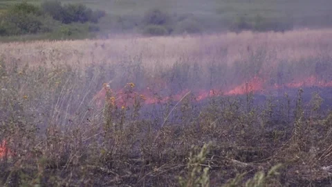 Fire of dry grass in the field. environmental warming. the heat is gone. 스톡 동영상 201994069