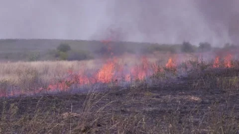 Fire of dry grass in the field. environmental warming. the heat is gone. 스톡 동영상 201994084