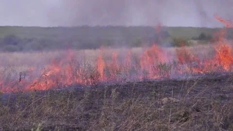 Fire of dry grass in the field. environmental warming. the heat is gone. 스톡 동영상 201994085