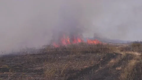 Fire of dry grass in the field. environmental warming. the heat is gone. 스톡 동영상 201994096