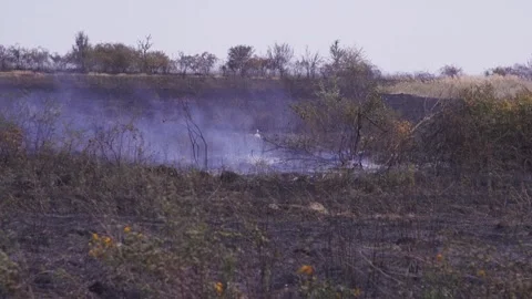 Fire of dry grass in the field. environmental warming. the heat is gone. 스톡 동영상 201994109