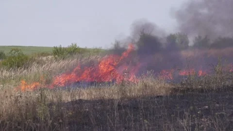 Fire of dry grass in the field. environmental warming. the heat is gone. 스톡 동영상 201994110