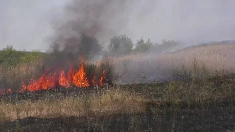 Fire of dry grass in the field. environmental warming. the heat is gone. 스톡 동영상 201994120