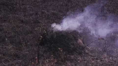 Fire of dry grass in the field. environmental warming. the heat is gone. 스톡 동영상 201994139