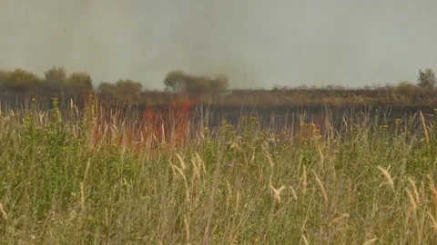 Fire of dry grass in the field. environmental warming. the heat is gone. 스톡 동영상 201994153