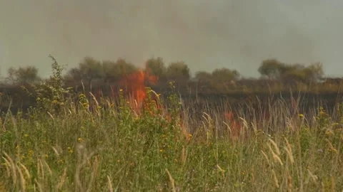Fire of dry grass in the field. environmental warming. the heat is gone. 스톡 동영상 201994155
