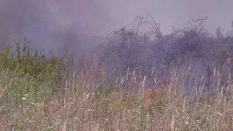 Fire of dry grass in the field. environmental warming. the heat is gone. 스톡 동영상 201994173