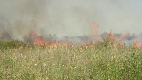 Fire of dry grass in the field. environmental warming. the heat is gone. 스톡 동영상 201994204