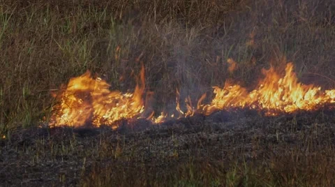 Fire in the dry grass field Видео 67339485