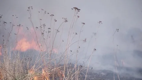 A fire of Dry Grass is in Steppe Stock Footage 74104312