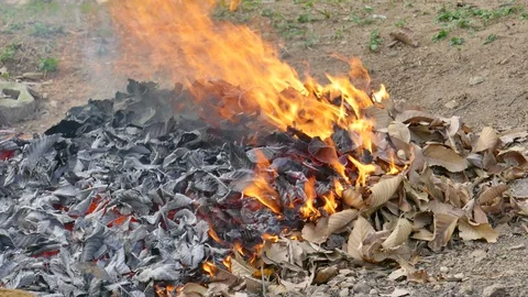 The fire of the dry leaves in the summer Stock Footage 100700286