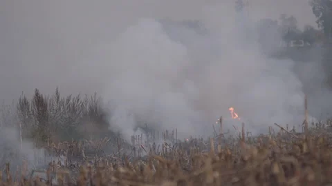 Fire on a dry plant field Stock Footage 109071575