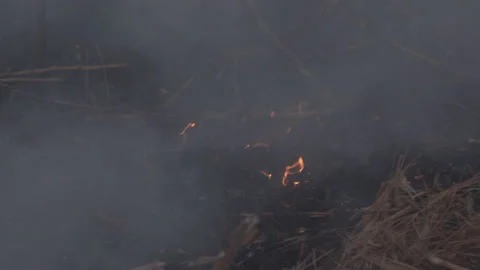 Fire on a dry plant field Stock Footage 109071636