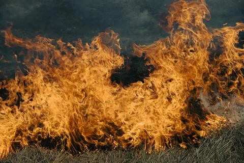 Fire. Dry vegetation in flames. Stock Photos