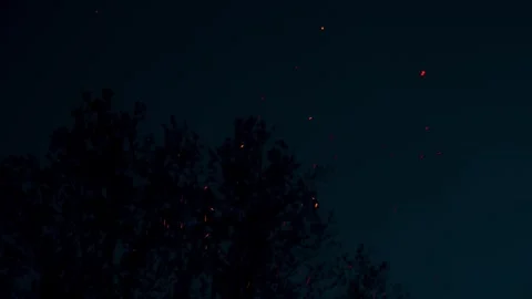 Fire Embers Against Dark Trees and Night Sky Stock Footage 271296667