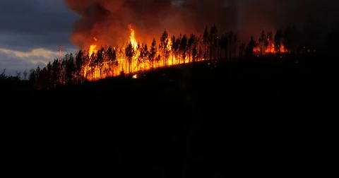 Fire at the end of the day in pinewood Stock Footage 78012109
