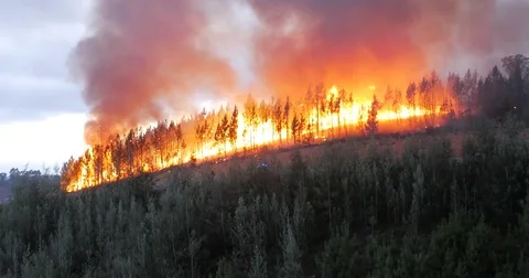 Fire at the end of the day in pinewood Stock Footage 78012126