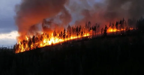 Fire at the end of the day in pinewood 스톡 동영상 78012179