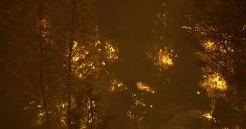 Fire engulfs forest during night causing devastation in rural area Stock Illustration