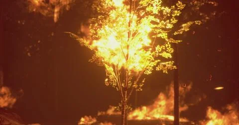 Fire engulfs a tree in a forest during a wildfire at dusk イラスト素材