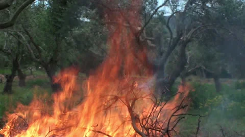 Fire in the field (2) Stock Footage 22679848