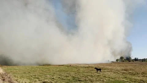 Fire on the field and smoke Stock Footage 286859636
