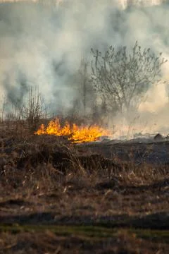 Fire in the field, burning dry grass Stock Photos