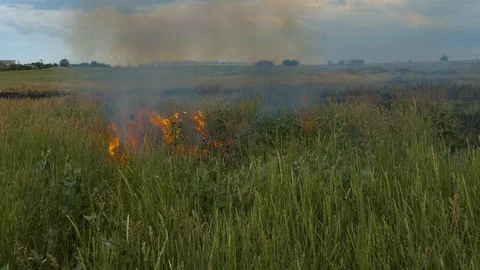 Fire on the field burns young wheat Stock Footage 109056386