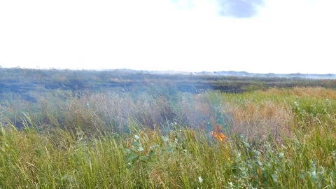 Fire on the field burns young wheat Stock-Footage 113129861