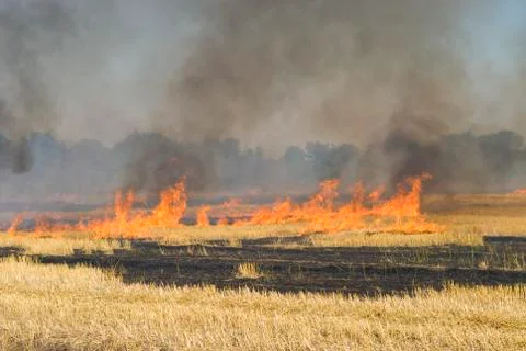 Fire on the field. Disaster. Stock Photos