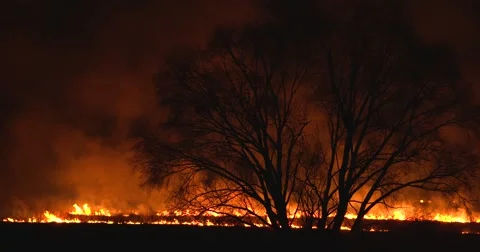 Fire In The Field. Dry grass burning around big tree. 4K Stock Footage 61767038