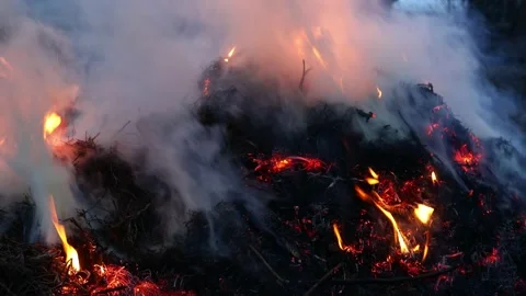 Fire in the field of a dry grass close up. Forest fire in spring, dry grass and Stock Footage 152591860