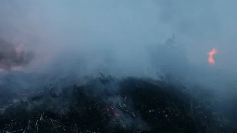 Fire in the field of a dry grass close up. Forest fire in spring, dry grass and Stock Footage 218381897