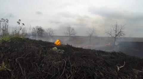 Fire in the field, farm. Video stock 61216139