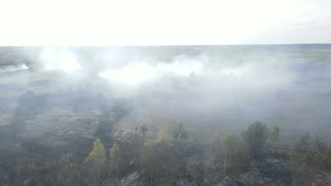 Fire in the field Stock Footage 194482484