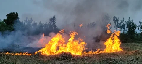 Fire in field Vídeos de archivo 238695741