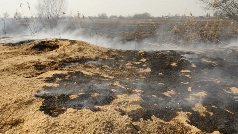Fire on the field with grass and trees. Ecological catastrophy. Human factor Stock Footage 131425567