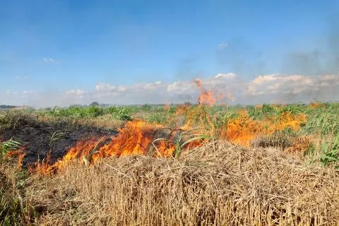 Fire in field Stockfoto's