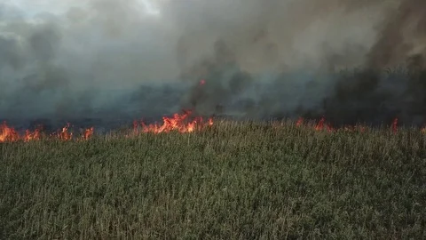Fire in the field, span along the line of fire 库存影片 123241368