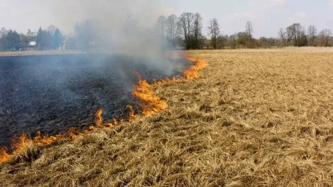 Fire on the fields, grass burning Stock Footage 106111219