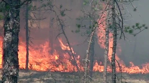 Fire fiercely and quickly devours wild forest in California. Stock Footage 52116285