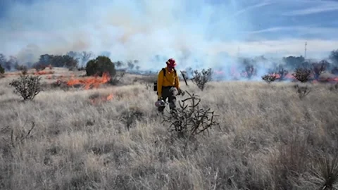Fire-fighter setting scrubland on fire with drip-torch during prescribed burn Stock Footage 235672066