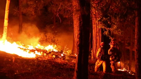 Fire Fighters setting a back burn in forest fire Stock Footage 41832321