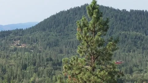 Fire Fighting Helicopter during Fire Season Stock Footage 296852930