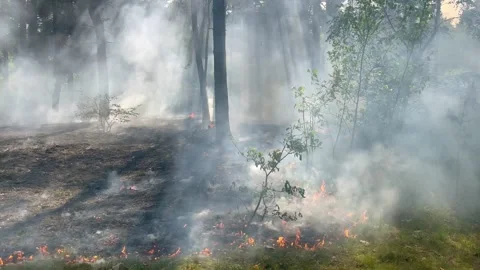 Fire firefighters forest atastrophe fireman truck smoke Video stock 245618292