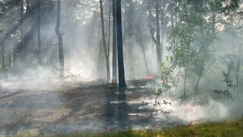 Fire firefighters forest atastrophe fireman truck smoke Stock Footage 245618822